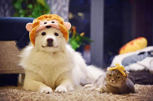 18年宠物行业吸金10亿！如何做好宠物新零售的三大猜想